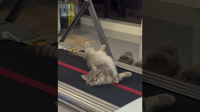 Yoga cat #cute #cat Yoga cat #cute #cat