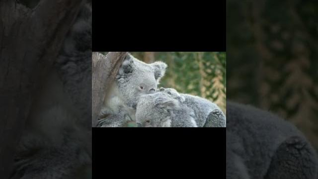 Koala #shorts #short #viral #shortskoala #shortkoala #koalashorts #koalashort #koala #koalas Koala #shorts #short #viral #shortskoala #shortkoala #koalashorts #koalashort #koala #koalas