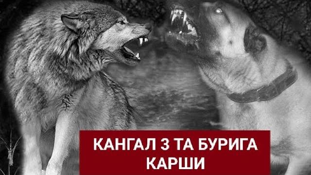 Бурилар тудаси кангалга карши. йирткичлар жанги. Бурилар тудаси кангалга карши. йирткичлар жанги.