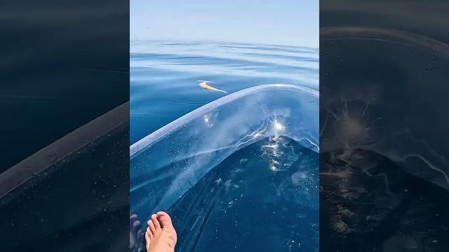 Transparent kayak hits different in deep water.. Transparent kayak hits different in deep water..