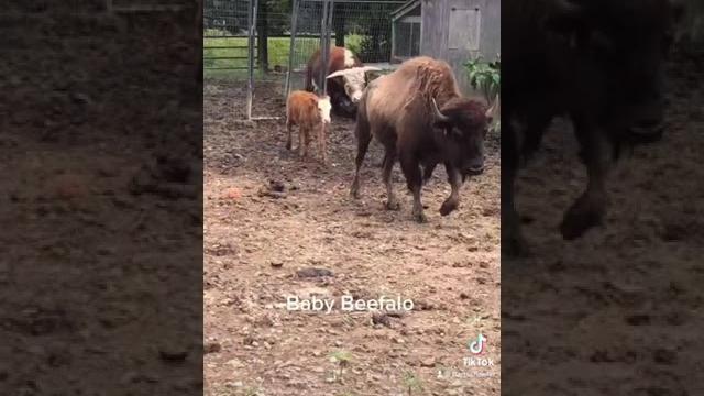 Are first beefalo #beefalo#farmlife Are first beefalo #beefalo#farmlife