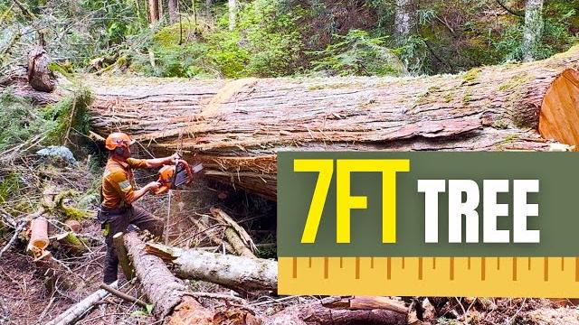 Big 7 foot cedar on the bottom line Big 7 foot cedar on the bottom line