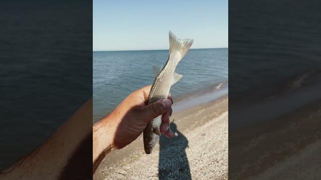 Пеленгас. азовское море. мелкая кефаль. Пеленгас. азовское море. мелкая кефаль.
