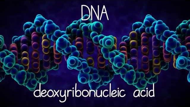 The structure of dna The structure of dna