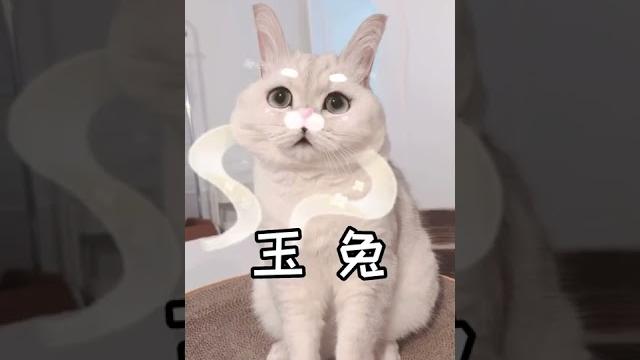 【大圆子】这猫里猫气的兔兔你们喜欢吗? 【大圆子】这猫里猫气的兔兔你们喜欢吗?