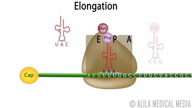 Eukaryotic translation (protein synthesis), animation. Eukaryotic translation (protein synthesis), animation.