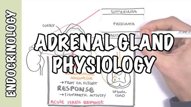 Endocrinology - adrenal gland hormones Endocrinology - adrenal gland hormones
