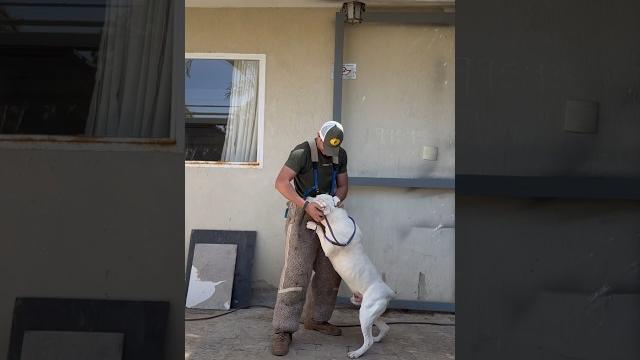 Pitbull é agressivo? ️‼️ #pitbull #agressividade #adestramento #cachorros #pitmonster #caes Pitbull é agressivo? ️‼️ #pitbull #agressividade #adestramento #cachorros #pitmonster #caes