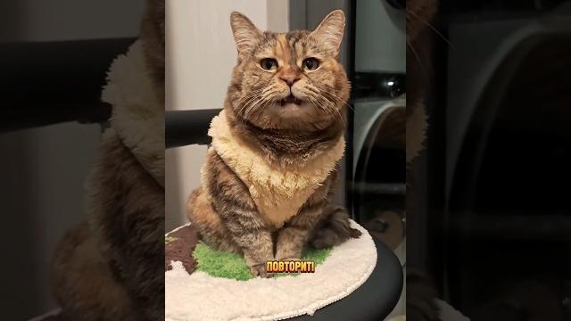 Грустный котик обрадовался автоматической кормушке и поилке red solution от red for pets #котики Грустный котик обрадовался автоматической кормушке и поилке red solution от red for pets #котики