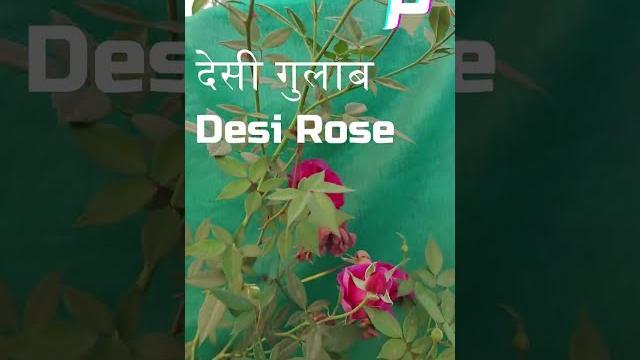 Flowers on desi rose plant | rose plant growing tips | the most fragrant rose flower | #shorts Flowers on desi rose plant | rose plant growing tips | the most fragrant rose flower | #shorts