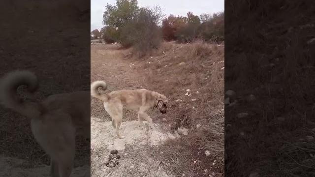 ( si̇li̇nmeden i̇zleyi̇n ) kangal kurtun mekanina gi̇ri̇yor kurtla karşi karşiya geli̇yor ( si̇li̇nmeden i̇zleyi̇n ) kangal kurtun mekanina gi̇ri̇yor kurtla karşi karşiya geli̇yor