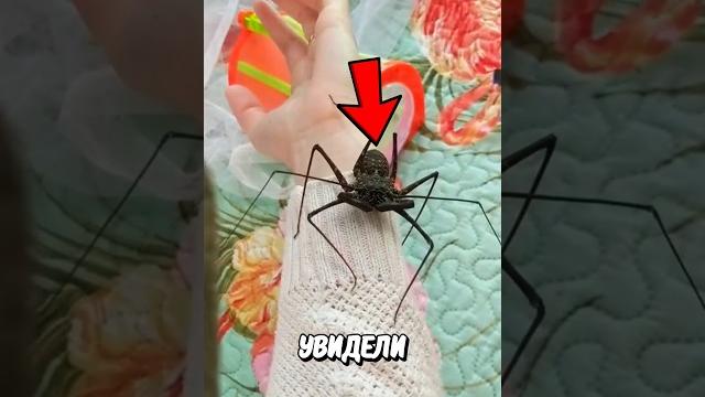 Опасный паук! Опасный паук!