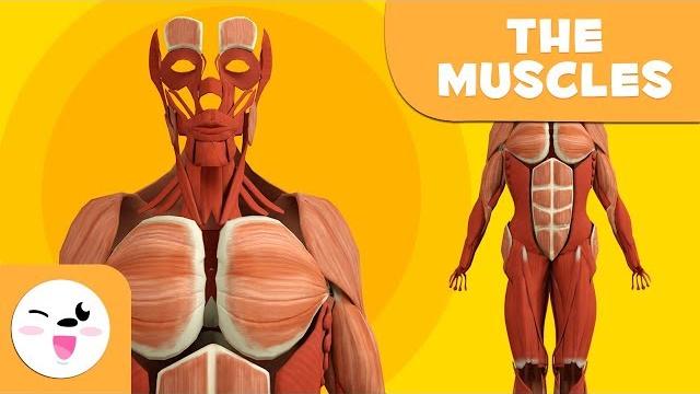 The human body for children - muscles for kids The human body for children - muscles for kids