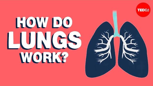 How do lungs work? - emma bryce How do lungs work? - emma bryce