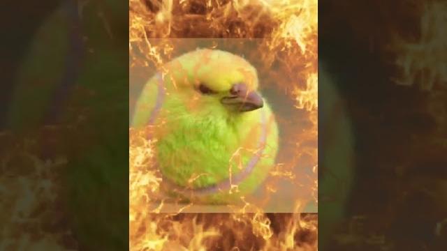 Real tennis bird Real tennis bird