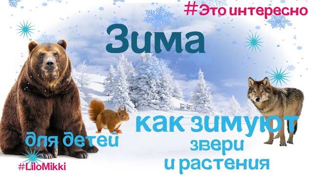 Зима. как зимуют звери и птицы.для детей Зима. как зимуют звери и птицы.для детей