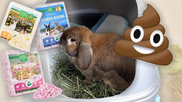 How to potty train a rabbit How to potty train a rabbit