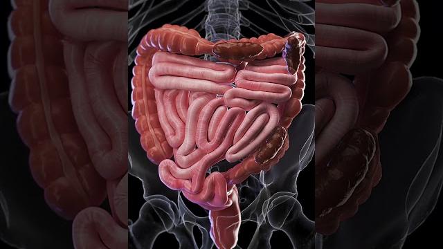 Constipation - 3d animation #meded #anatomy #3dmodel Constipation - 3d animation #meded #anatomy #3dmodel