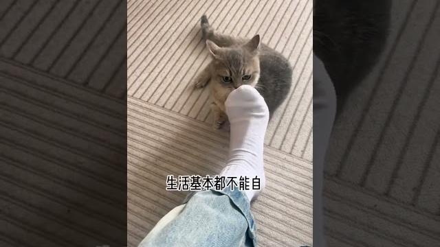 #cat #cute #cat #cute