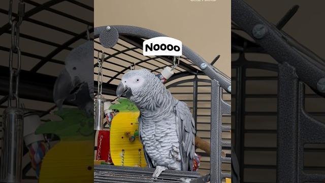 Why is giz always so savage to me? #talkingparrot #africangrey Why is giz always so savage to me? #talkingparrot #africangrey