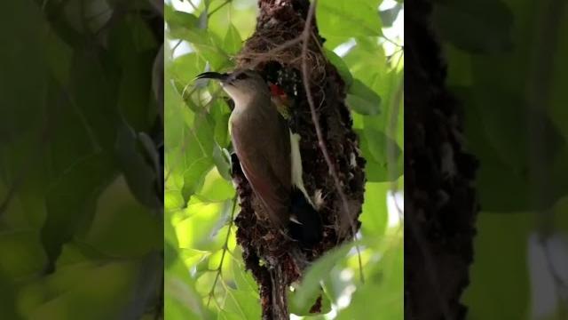 Pakhir basa #bird Pakhir basa #bird