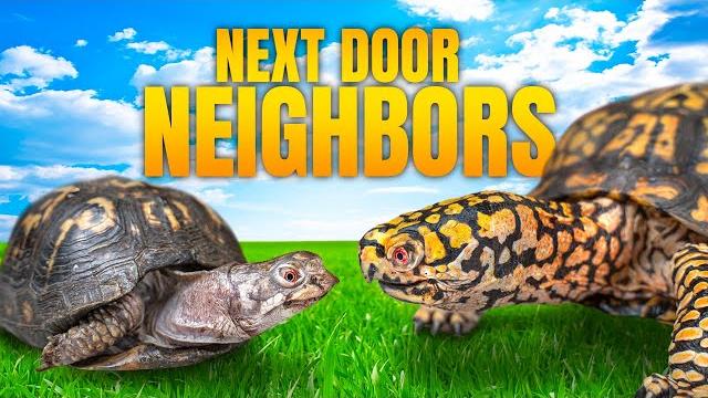Turtle confined for 50 years prepares for life outdoors with otis the turtle that acts like a dog! Turtle confined for 50 years prepares for life outdoors with otis the turtle that acts like a dog!