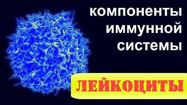 Лейкоциты. клетки иммунной системы. основы иммунологии и цитологии | иммунная система человека Лейкоциты. клетки иммунной системы. основы иммунологии и цитологии | иммунная система человека