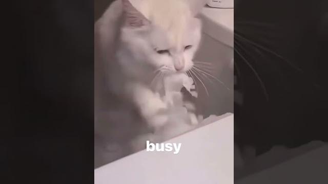 Cawd Cawd