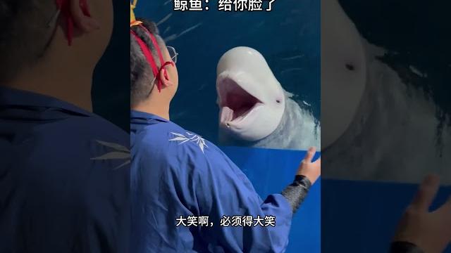 白鲸:我怎么开心怎么来!#白鲸 #白鲸吐口水 #大连圣亚海洋世界 #白鲸有多聪明 白鲸:我怎么开心怎么来!#白鲸 #白鲸吐口水 #大连圣亚海洋世界 #白鲸有多聪明