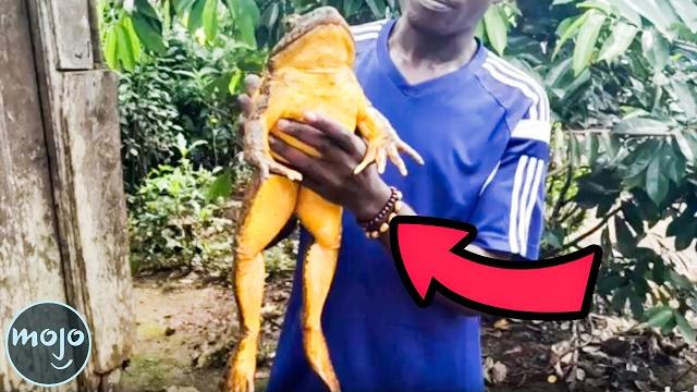 Top 20 giant creatures on earth Top 20 giant creatures on earth