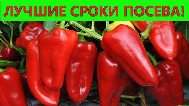 The best time for sowing pepper for seedlings The best time for sowing pepper for seedlings