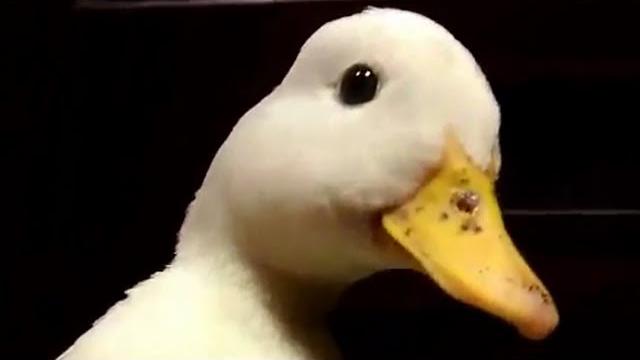 Quack.mp4 Quack.mp4