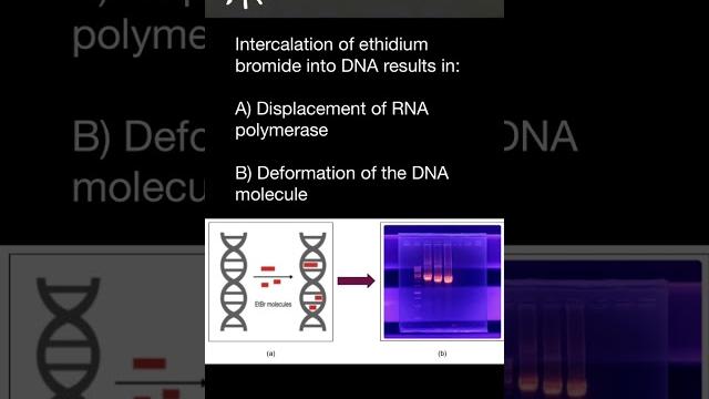Ethidium bromide as mutagen Ethidium bromide as mutagen