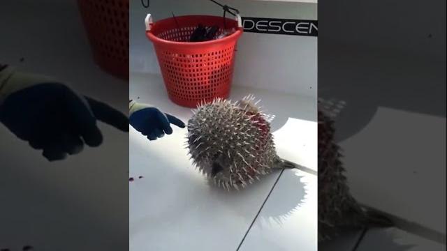 Never put your finger in a pufferfish! #shorts Never put your finger in a pufferfish! #shorts