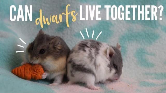 Can dwarf hamsters live together? Can dwarf hamsters live together?