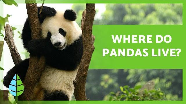 Where do panda bears live? (giant panda habitat) Where do panda bears live? (giant panda habitat)