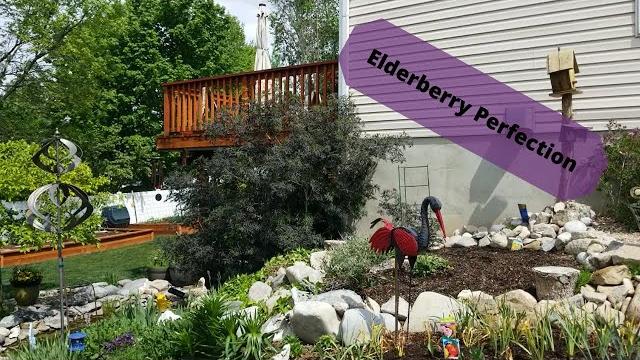 What is a black lace elderberry What is a black lace elderberry
