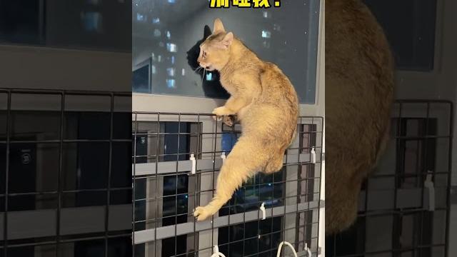 【眉姐姐的日常】這只貓一激動就會變成兔子耶! 【眉姐姐的日常】這只貓一激動就會變成兔子耶!