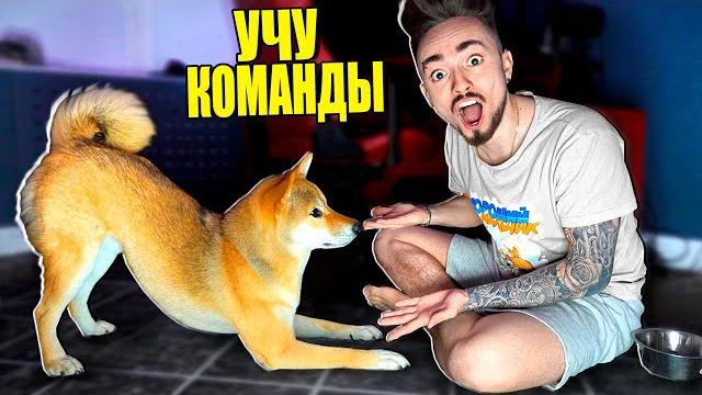 Моя собака учит новые команды! Моя собака учит новые команды!
