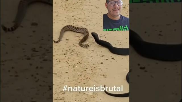 Pretty much everything eats rattlesnakes Pretty much everything eats rattlesnakes