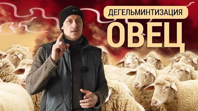 Дегельминтизация овец Дегельминтизация овец