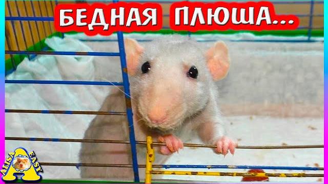 У крысы плюши шерсть опять выпадает / почему мигрирует шерсть у крысы? / alisa easy pets У крысы плюши шерсть опять выпадает / почему мигрирует шерсть у крысы? / alisa easy pets