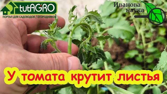 Мощная подкормка томатов на закладку кистей! увеличьте урожай четырьмя проверенными способами. Мощная подкормка томатов на закладку кистей! увеличьте урожай четырьмя проверенными способами.