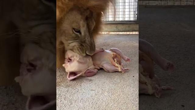 Big lion likes chicken | nouman hassan Big lion likes chicken | nouman hassan