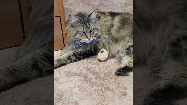 #барси #красиваякошка #cat #моякошка #барси #красиваякошка #cat #моякошка