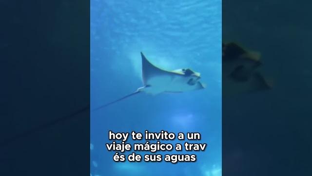 Amazing world-“los secretos del océano: un viaje a través de la vida marina” #amazingworld #animales Amazing world-“los secretos del océano: un viaje a través de la vida marina” #amazingworld #animales