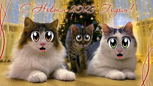 Питомцы готовятся к новому году! украшаем ёлку и дом 24 часа! смешная кошечка эни веселит всех котов Питомцы готовятся к новому году! украшаем ёлку и дом 24 часа! смешная кошечка эни веселит всех котов