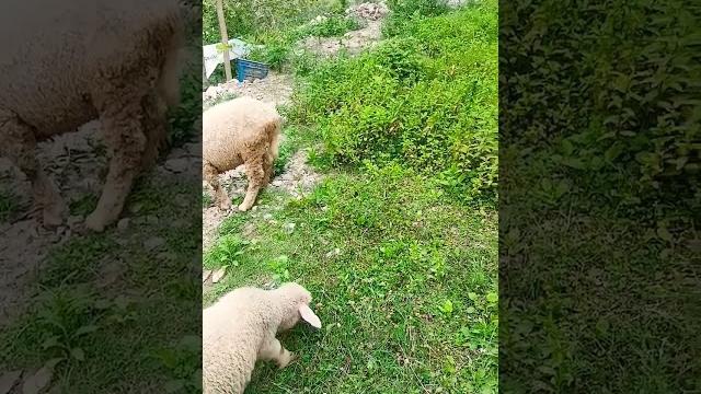 Tirthan valley one of the most beautiful place in himachal | #nature#travel#himachal #new shorts2025 Tirthan valley one of the most beautiful place in himachal | #nature#travel#himachal #new shorts2025
