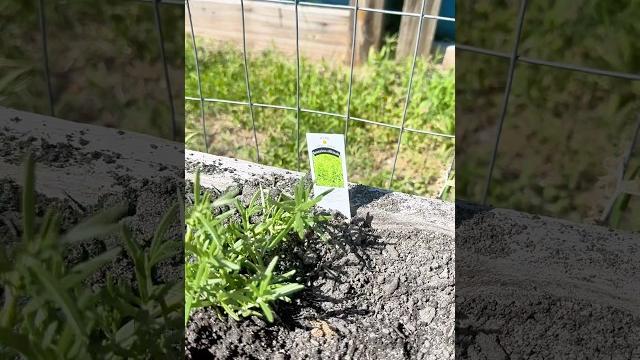 How to use trap plants to lure away garden pests How to use trap plants to lure away garden pests