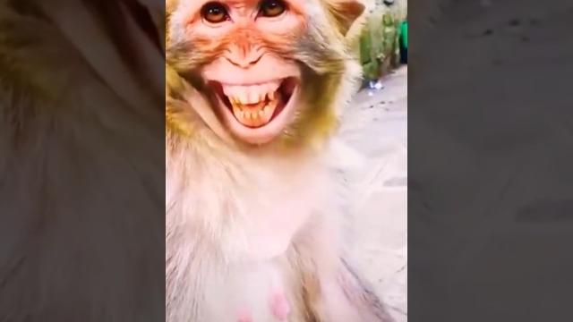 Monkey sound# monkey#animals Monkey sound# monkey#animals